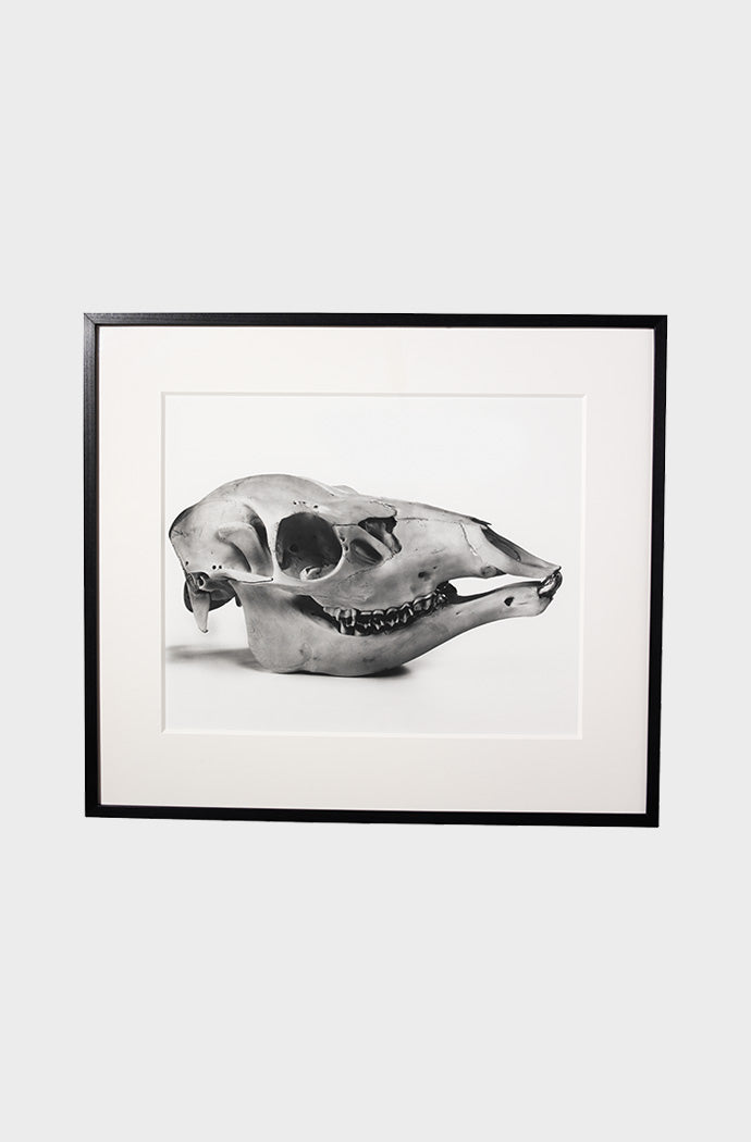 Irving Penn Red Deer Skull