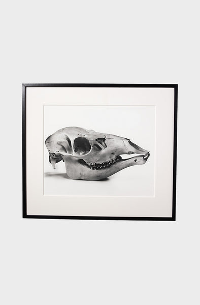 Irving Penn Red Deer Skull – Alex Eagle Studio